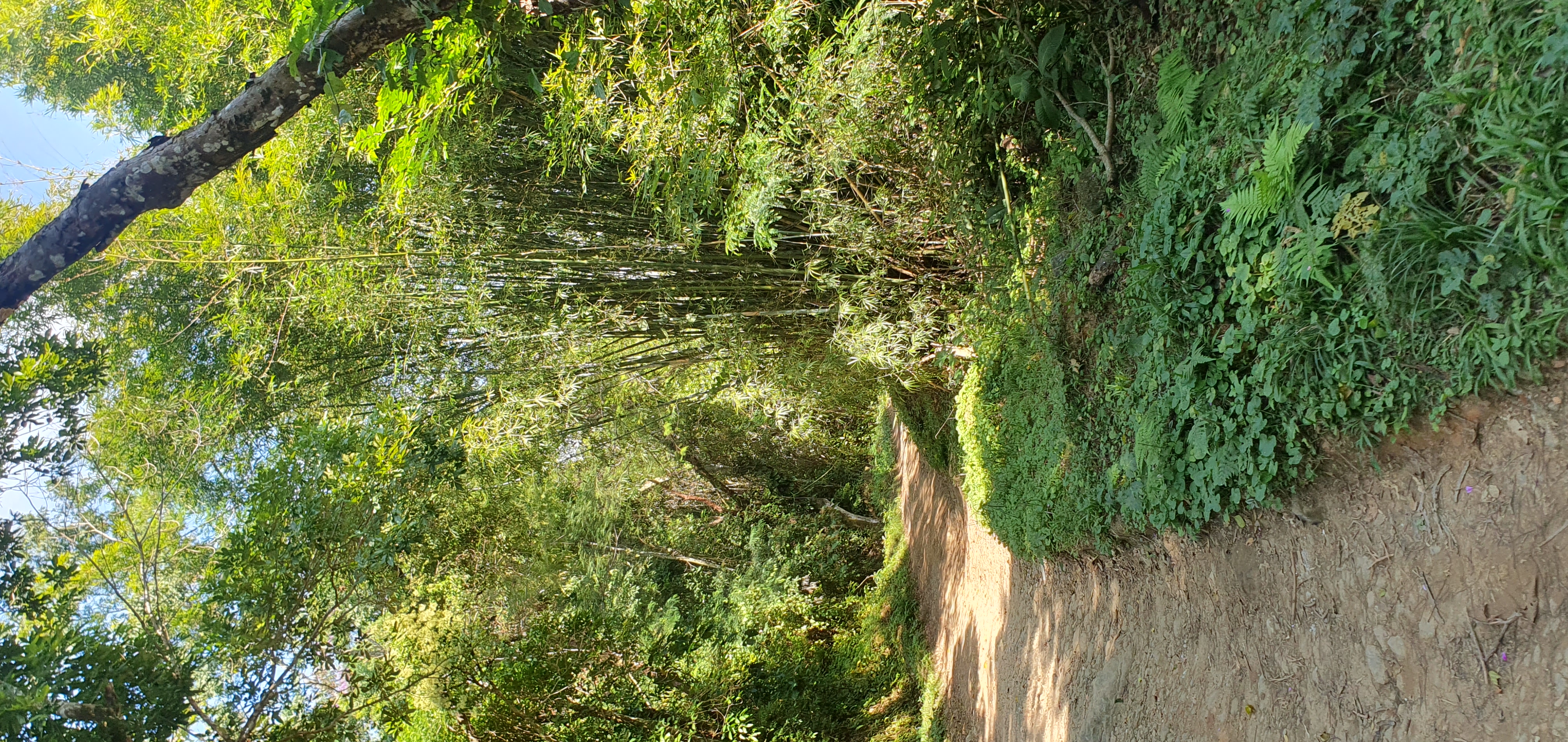 Chemin dans la fôret