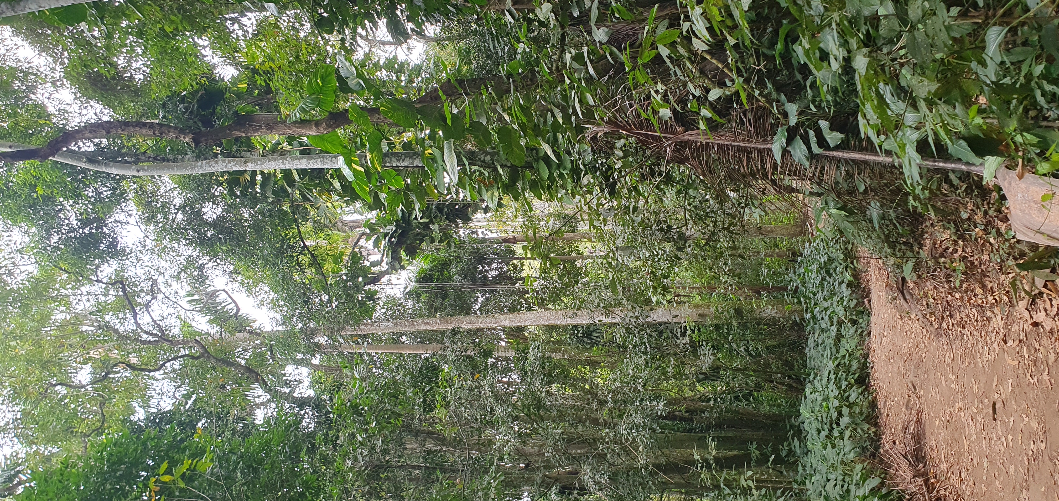 Vegetation dense