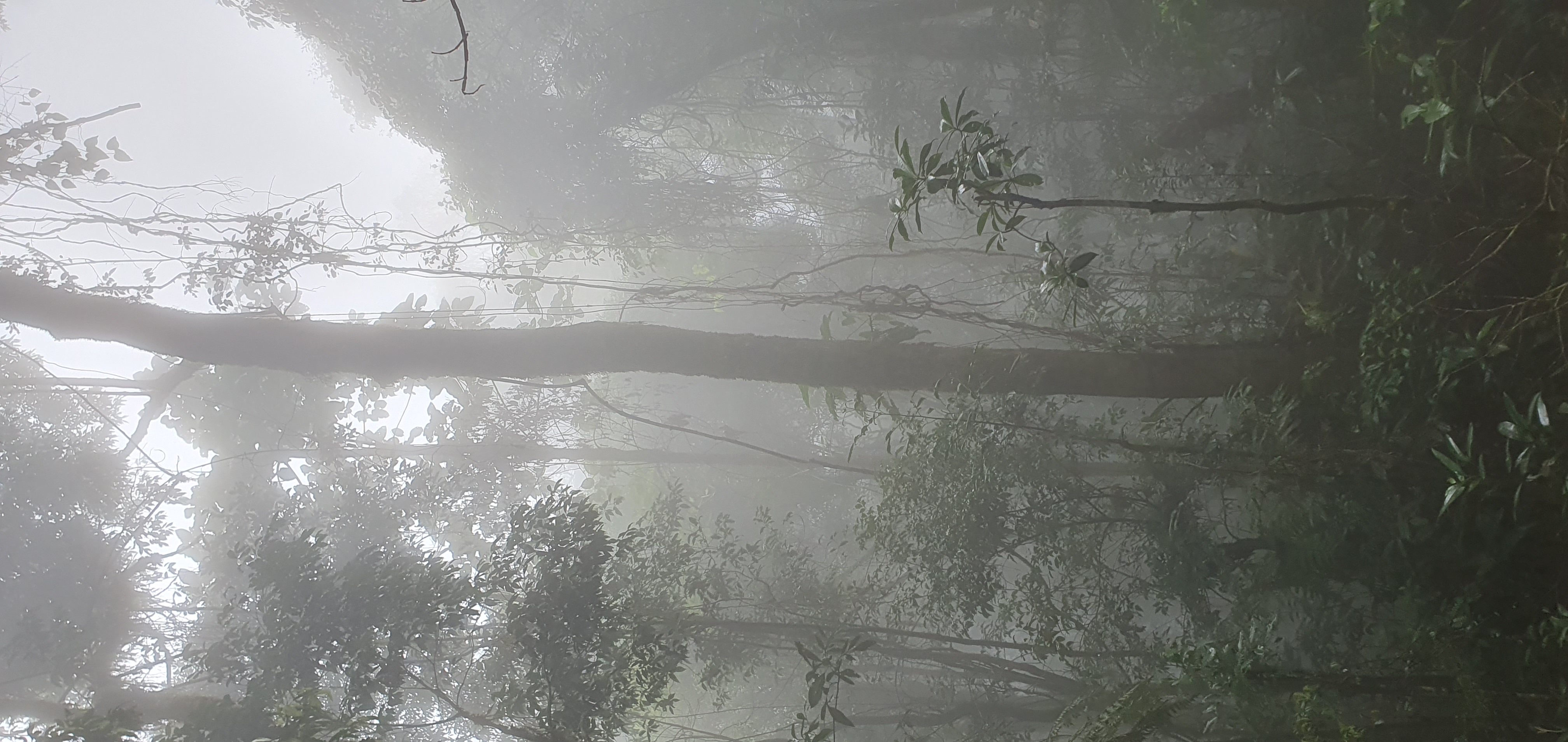 Brume épaisse