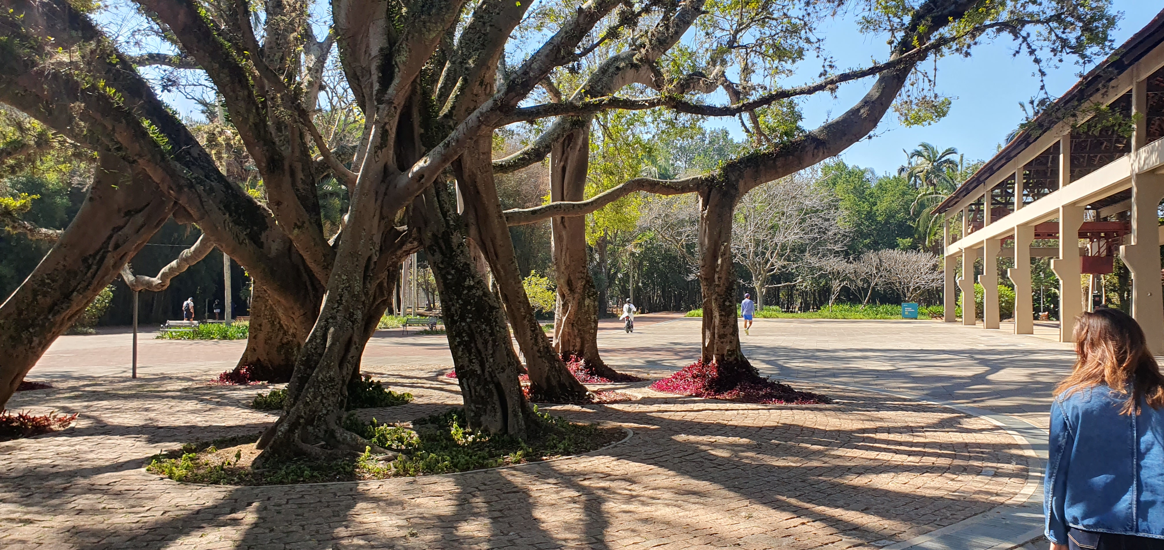 Arbres entrelacés